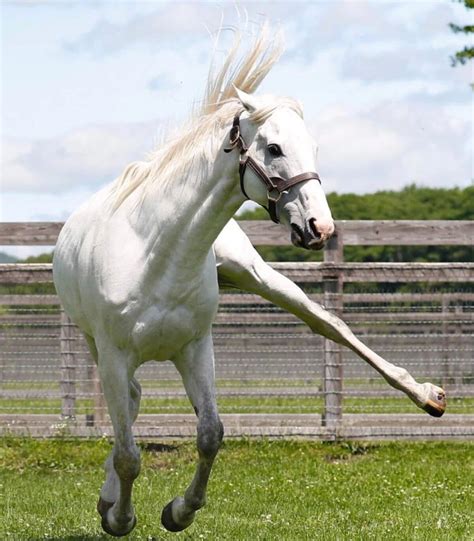 Umamusume: Pretty Derby: La loca historia real de la “waifu” Gold Ship