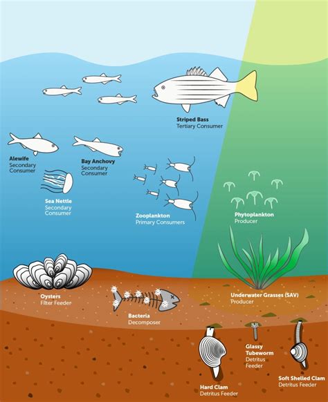 Local Food Web 的图像结果