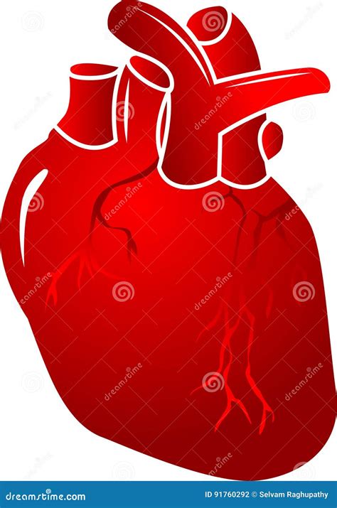 Vector human heart stock vector. Illustration of illustrated - 91760292