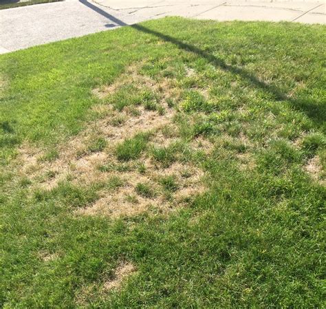 What Does Chinch Bug Infestation Look Like at Paul Bennette blog