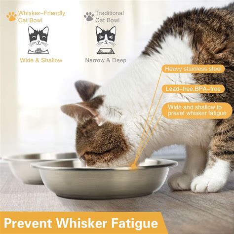 Learn About Whisker Fatigue In Cats And How Catsby's Bowl, 40% OFF