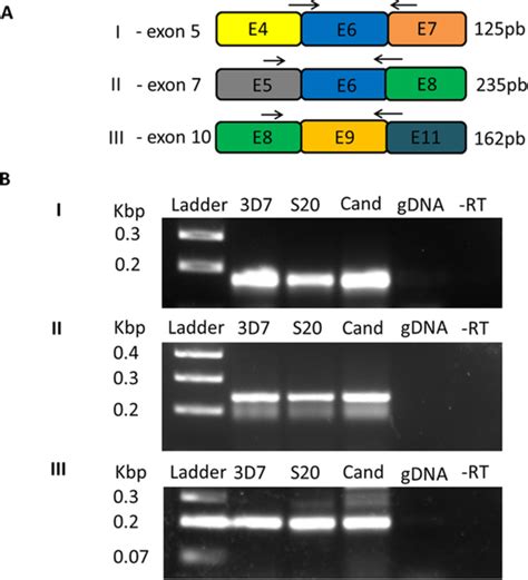 Image result for Reverse Transcriptase PCR Steps