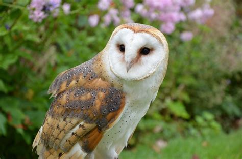 Spiritual Meaning of Owls in Dreams - Revealing the Mystery of this Bird