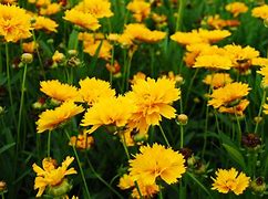 Image result for perennials 