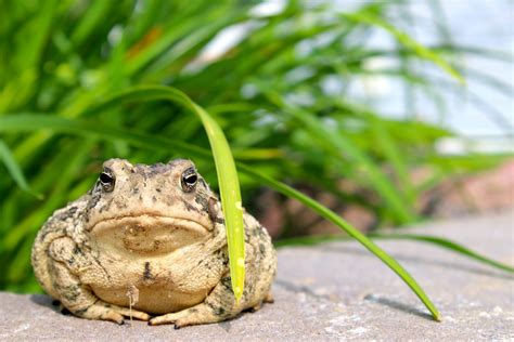 Habitat Of Toad
