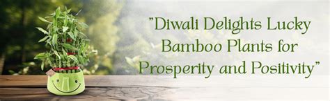 Abana Homes Good Luck Bamboo Plants as Diwali Gift : Amazon.in: Garden ...