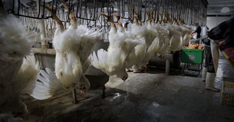 Image result for Chickens Getting Slaughtered