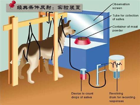 科学实验：经典条件反射实验之巴甫洛夫的狗
