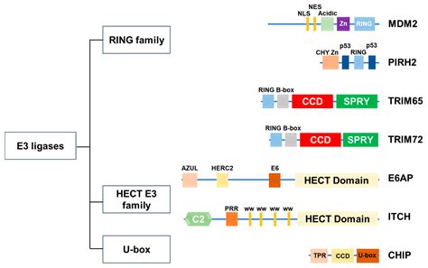 Ubiquitin E3 Ligases and p53 in Doxorubicin-Induced Cardiotoxicity