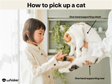 How To Pick Up a Cat & How To Hold a Cat - Tried & True Methods