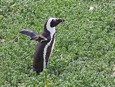 Image result for Fluffy Penguin