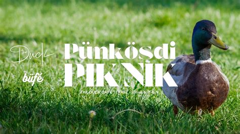 PÜNKÖSDI PIKNIK - The Duck Café x büfé, The Duck Café & Bistro ...