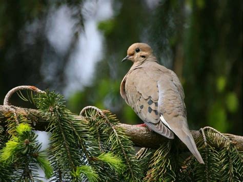 11 Spiritual Meanings of Mourning Dove and Symbolism - What Spiritual