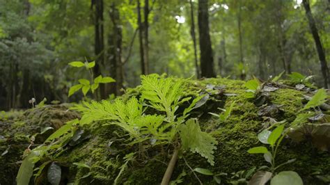 What Plants Grow In The Rainforest Floor at Lori Birdwell blog