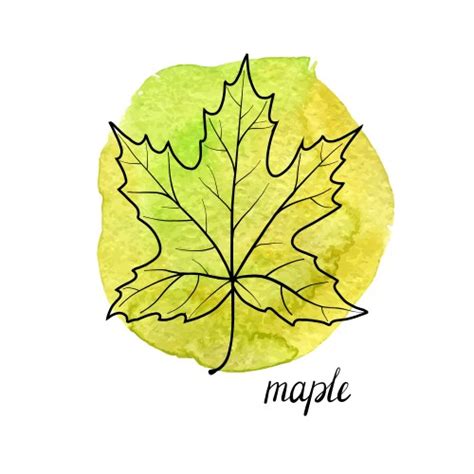 Image result for Vector File of Maple Leaf