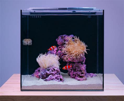 15 Gallon Beginner Saltwater Aquarium Kit - Hello Reef ...