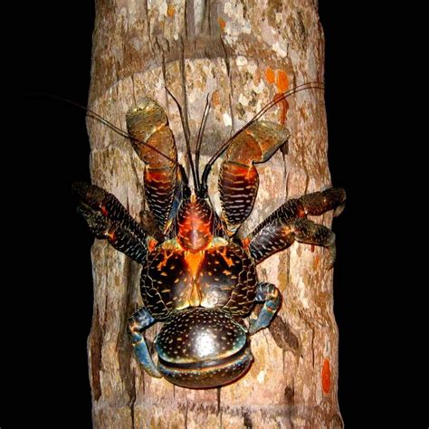 10 Peculiar Facts About Coconut Crabs - Factopolis