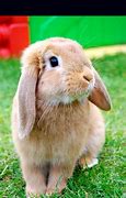 Image result for Fuzzy Cute Bunny Crop Top Kid