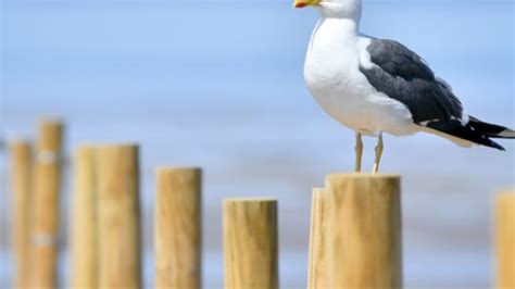 Image result for Da Hood Speed Script