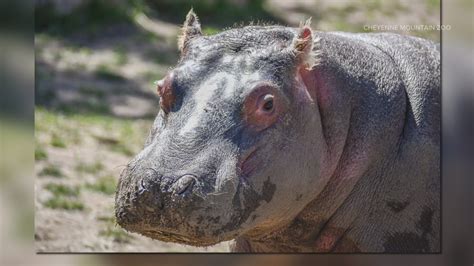Colorado zoo wants you to guess the weight of a hippopotamus | 9news.com