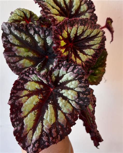 The Green Goose Shop 🪿 (@greengooseshop) • Instagram photos and videos