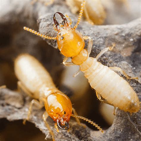 List 92+ Pictures Pictures Of Different Types Of Termites Latest