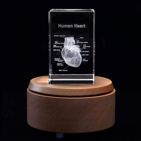 XINDAM 3D Human Heart with Labels Anatomical Model India | Ubuy