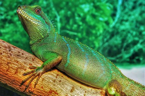 Chinese Water Dragon vs Iguana: Similarities and Differences