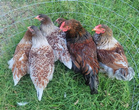 My batch of blue laced red wyandottes : r/chickens