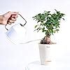 Ugaoo Ficus Bonsai Live Plant for Home Indoor with Self Watering Pot ...