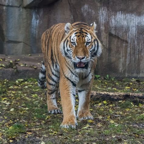 amur 的图像结果