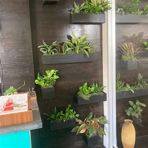 Breathe Easy! 4 Ways Green Plants Can Help - Tropex