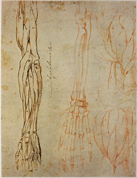 Image result for michelangelo anatomy studies