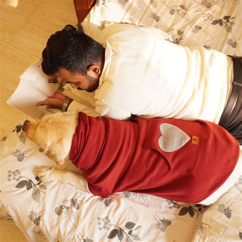 Everything you need to know about Kombai Dogs – Pawgy Pets