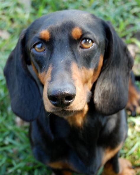 Guinness | Black and tan dachshund, Short haired dachshund, Dachshund
