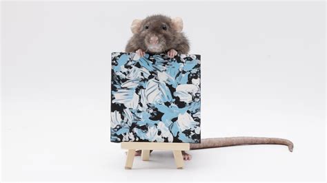 This weeks tiny ratty paw paintings by my incredible pet rats ...