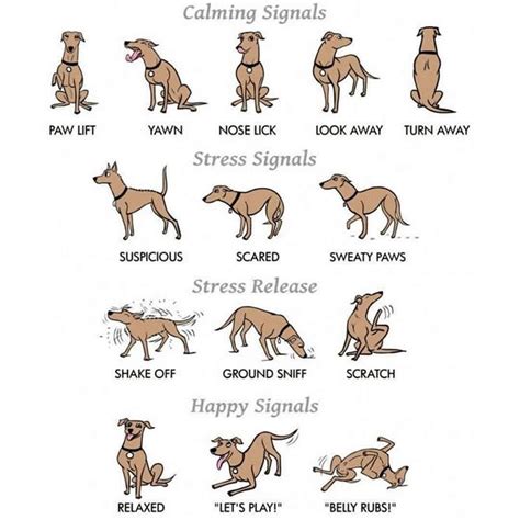 Image result for Common Hand Signals for Dogs Sheet