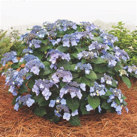 Bigleaf Hydrangea Plants For Sale at Jasper Butler blog
