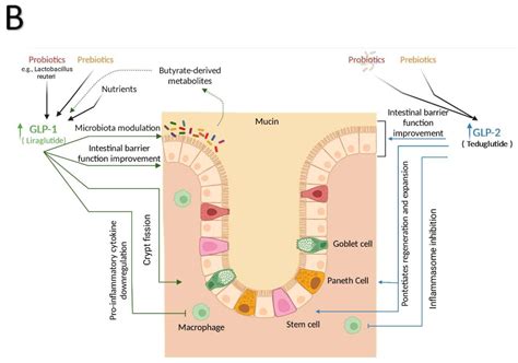 GLP-1 and GLP-2 Orchestrate Intestine Integrity, Gut Microbiota, and ...