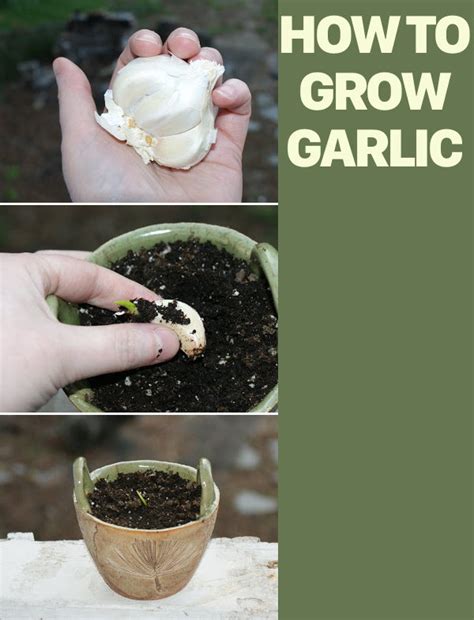 How To Plant Garlic Cloves That Have Sprouted at Mia Schroeder blog