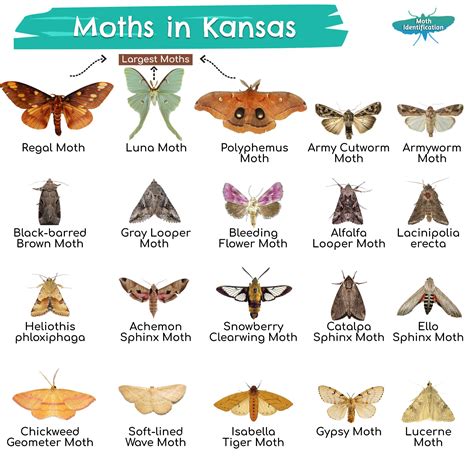 Different Types Of Moth
