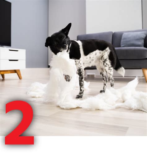 Image result for Behavior Modification for Dogs