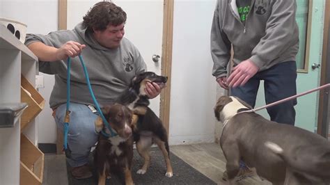 Knox County Humane Society disputes plan to return rescued animals to ...