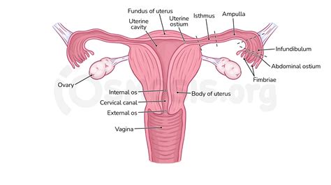 Female Reproductive Anatomy Ligaments