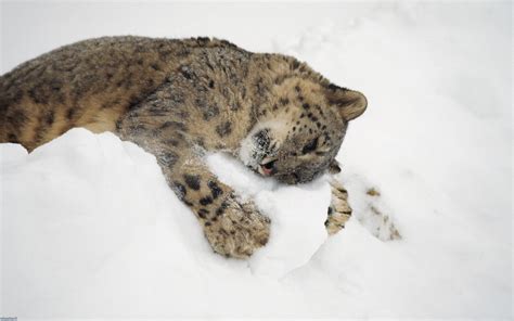 animals, Nature, Snow, Leopard, Baby Animals, Snow Leopards Wallpapers ...