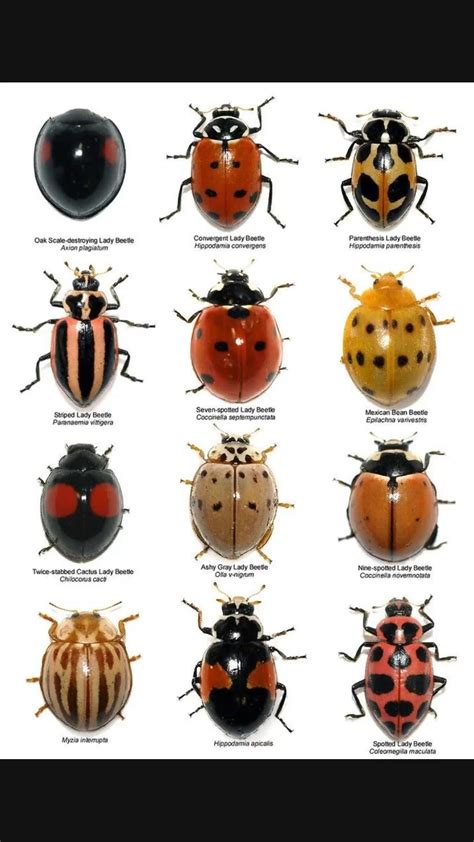 Ladybugs – Artofit