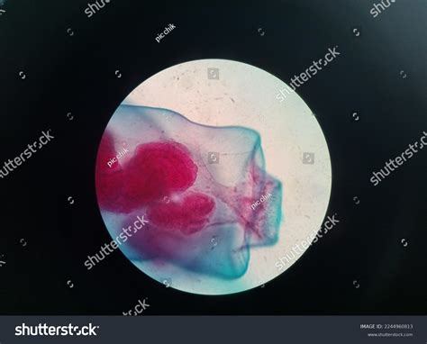 Obelia Genus Hydrozoans Hydrozoa Phylum Cnidaria Foto stock 2244960813 | Shutterstock