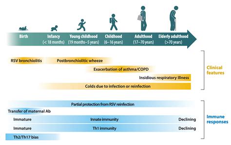 Respiratory Syncytial Virus (RSV): A pathogen that will hopefully soon ...