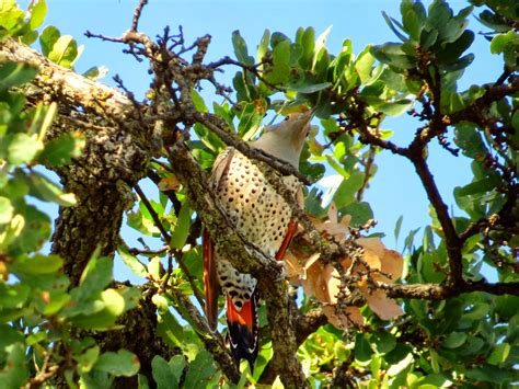 amateurnithologist: The Definitive State Bird Power Ranking pt.2