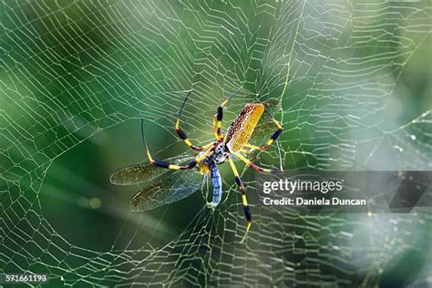 Image result for Spider Web Fly